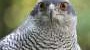 Study uses microphones to eavesdrop on the secret lives of birds