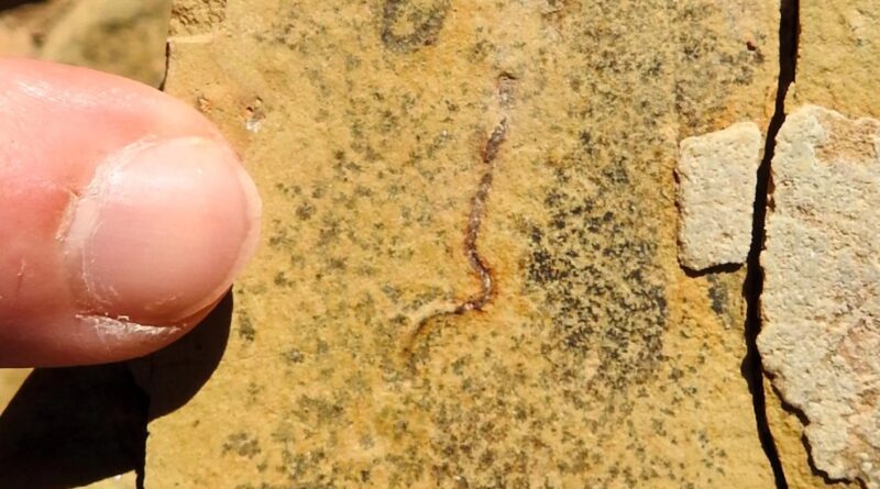 Stunning fossil discovery challenges the origins of animal life